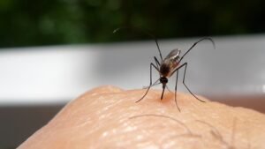 A Biting Reality: Climate Change Will Result in Spread of Mosquitoes, Disease, Experts Say